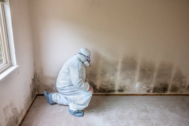 Best Mold Testing and Inspection Services in Leupp, AZ